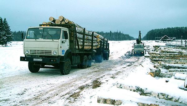 В Пермском крае полиция задержала организованную группу «чёрных лесорубов»