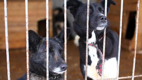 В Перми объявили аукцион на строительство муниципального приюта для животных