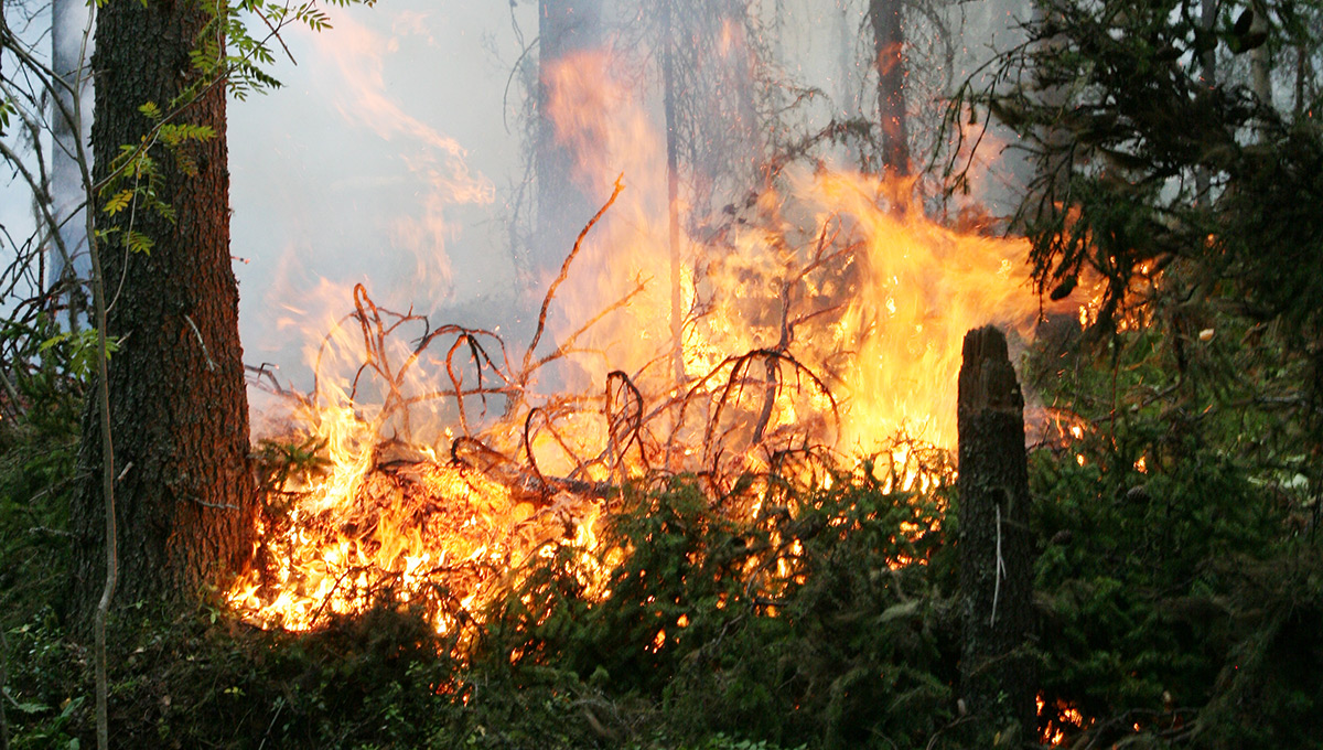 МЧС предупреждает о высокой пожарной опасности в Пермском крае