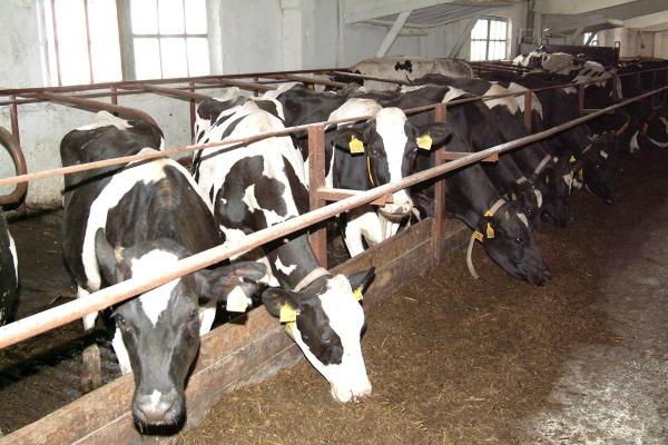 Производителей молока в Пермском крае ограничат в использовании концентратов
