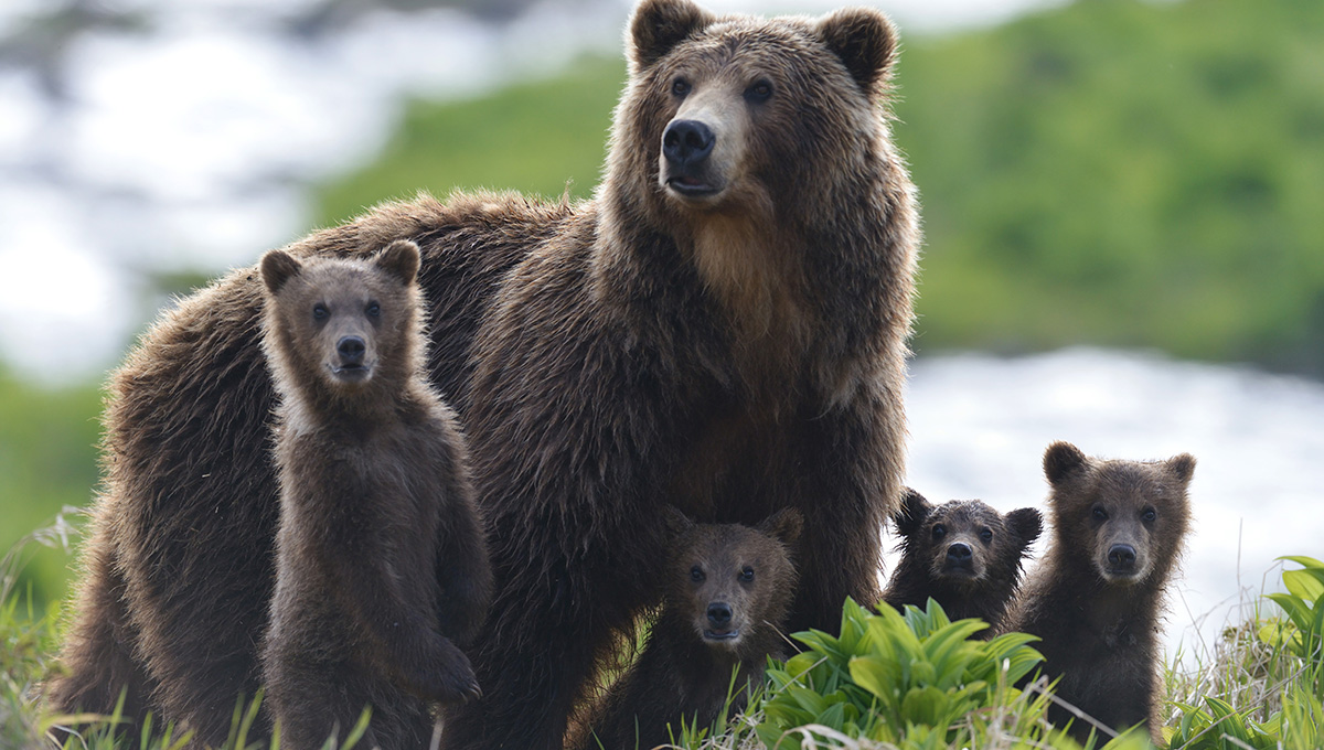 У жилых районов в Прикамье замечена медведица с медвежатами
