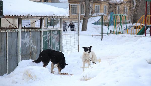 <div>В Березниках прокуратура обязала местных чиновников решить проблему с безнадзорными собаками</div>