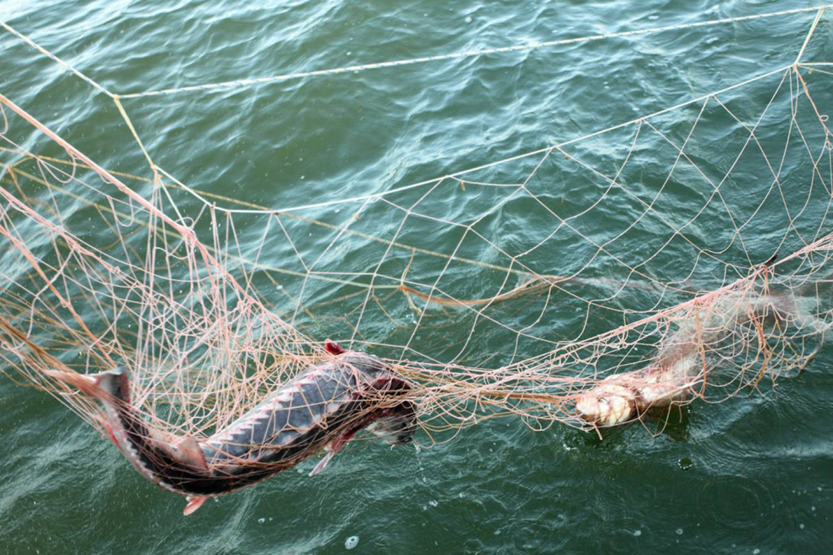 В Пермском крае для борьбы с браконьерами не хватает рыбинспекторов