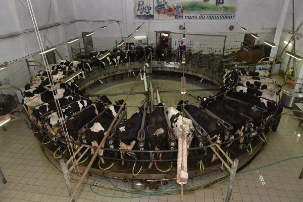 Прикамский агрохолдинг готов производить 100 тонн молока в сутки