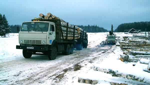 В Прикамье расследуют дело о незаконной рубке леса на 16 млн рублей