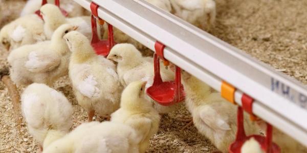 В Россельхознадзоре прокомментировали ситуацию с высокопатогенным гриппом птиц в Прикамье