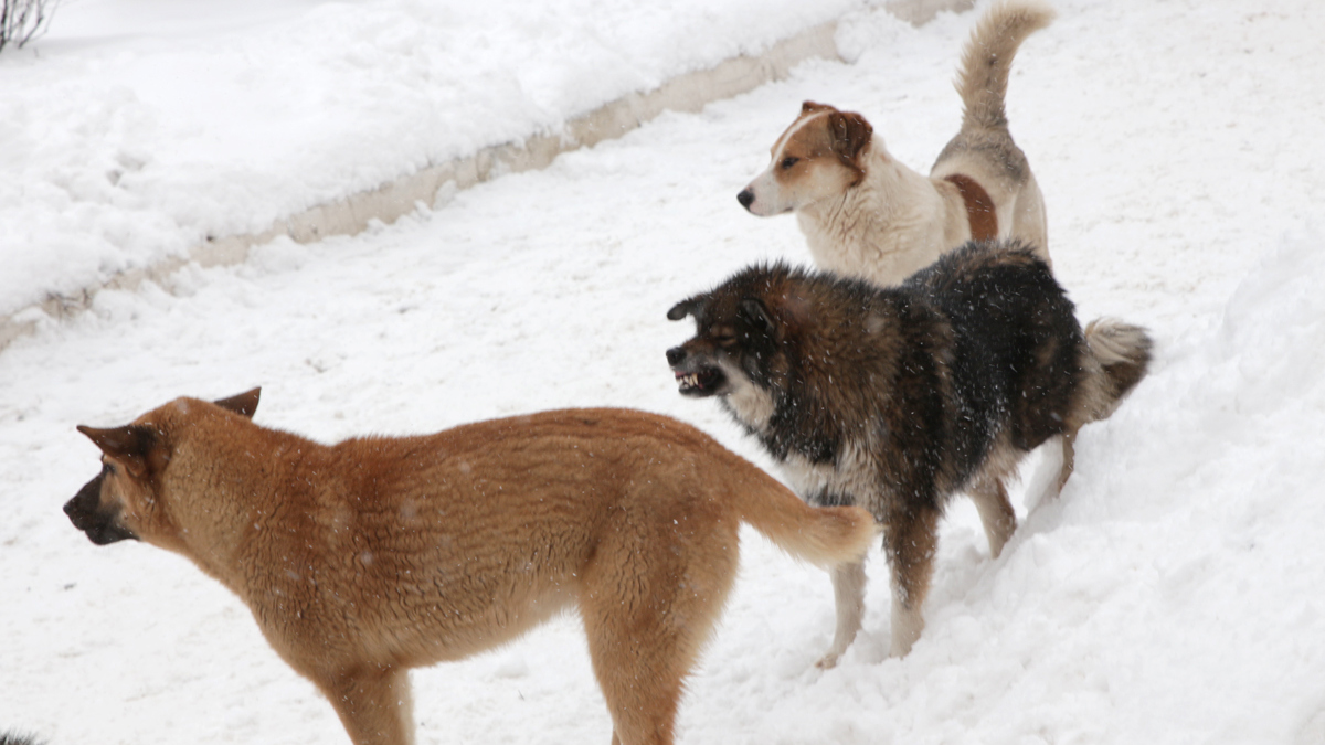 В ноябре в пермскую скорую помощь поступило 27 вызовов от укушенных собаками