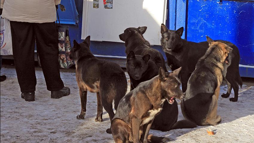 Максим Решетников — о бродячих собаках: