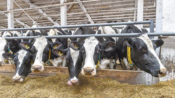 В Кудымкаре построят новую молочно-товарную ферму