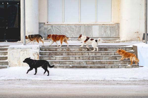 В России могут ввести штрафы за нападение бездомных животных