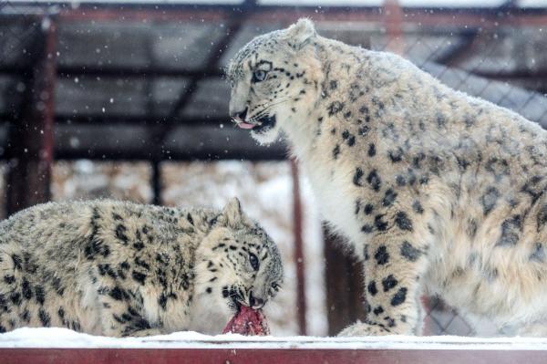 Животных в новый пермский зоопарк начнут перевозить только в 2023 году