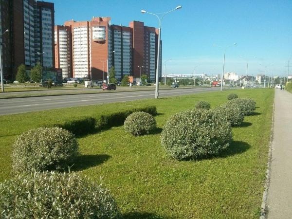 В Перми депутаты гордумы изменили требования к содержанию газонов