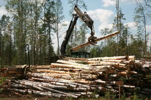 Законодатели не смогли найти в Пермском крае бесхозную древесину