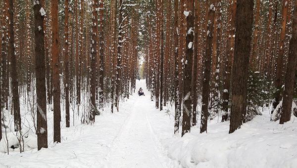 В Пермских лесах готовят лыжные трассы