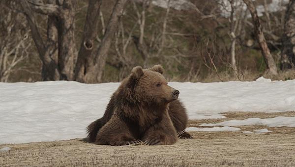 В Коми-округе на собирателя чаги напал медведь