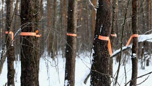 «У зоопарка есть другое место, а у «леса за «ДКЖ» другого места нет»