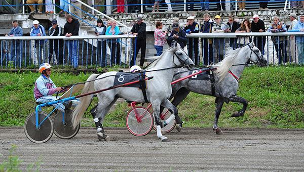 Власти рассказали подробности проекта строительства ипподрома под Пермью
