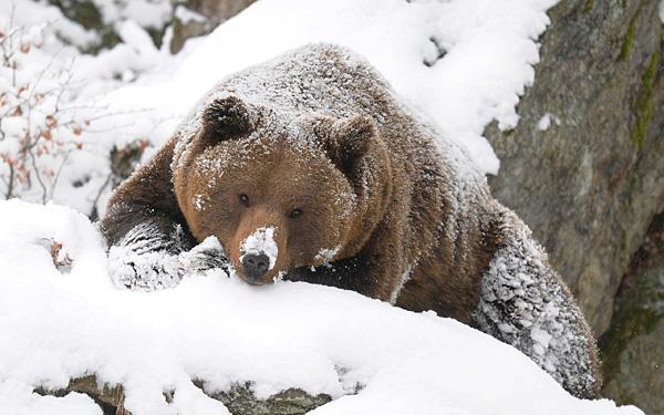 В Пермском крае квота на медведей в сезон охоты составила 975 особей