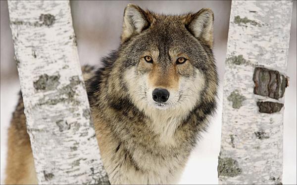 В Прикамье с начала года добыто 111 волков