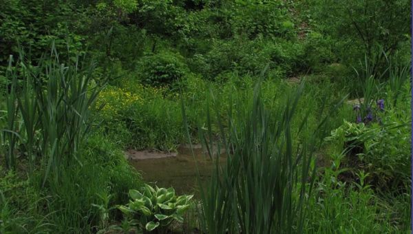 В Перми участок у Сада соловьёв власти перевели из зоны парков в зону застройки