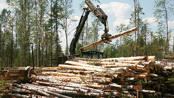 «Рубят лес, щепки летят, а малый бизнес участвует в этом криминальным образом»