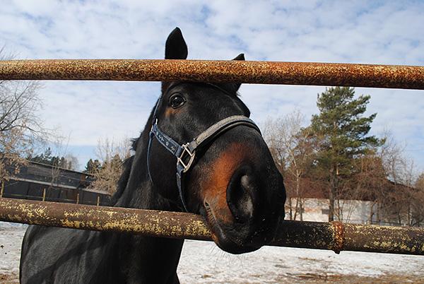 Жителям Перми напомнили о запрете езды на лошадях в Черняевском лесу