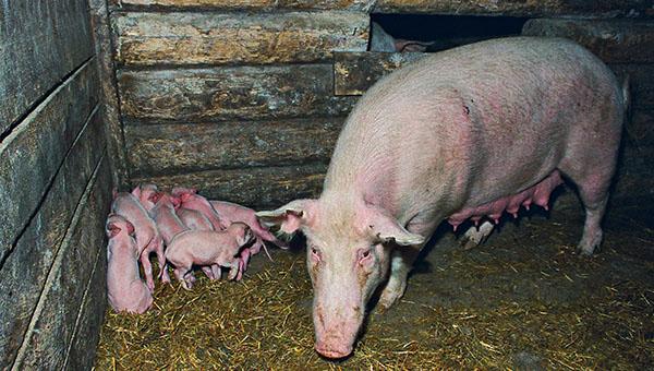 «Иск об убытках был для нас неожиданностью»