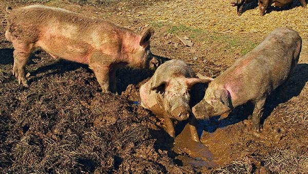 Третий очаг африканской чумы свиней выявлен в Пермском крае