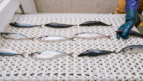 В Пермском крае создаются дополнительные условия для развития рыбоводства