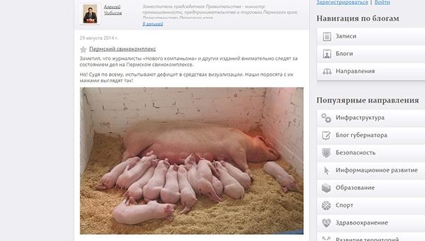 Алексей Чибисов задумался об имидже пермских свиней