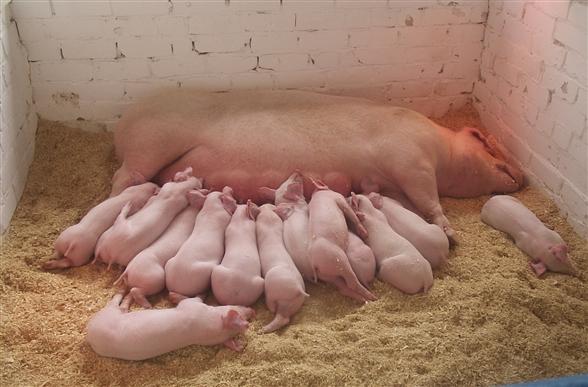 Поголовье свиней в Прикамье сократилось на 20%