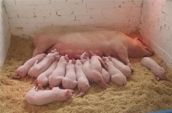 Поголовье свиней в Прикамье сократилось на 20%