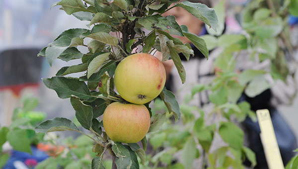 Выращено в Перми