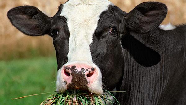 В Прикамье надой от одной коровы вырос на 74 кг