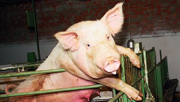 В Пермском крае выявлен случай африканской чумы свиней
