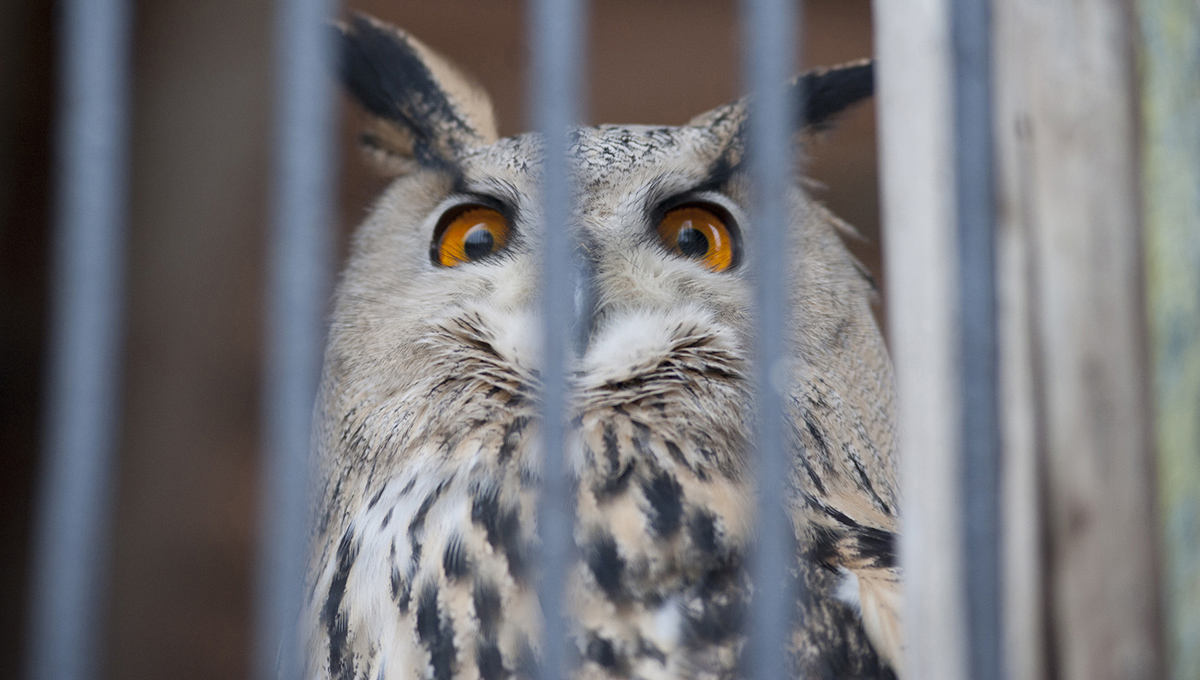 В Пермском зоопарке и ТЮЗе проведут учебную тревогу