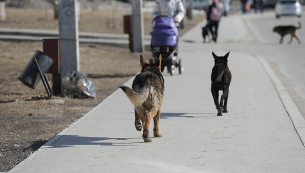 Экологи и зоозащитники насчитали в Перми 4300 бездомных собак