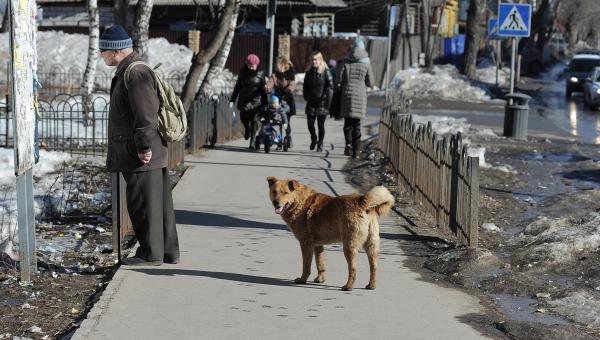 Бездомных собак  в Перми чипируют
