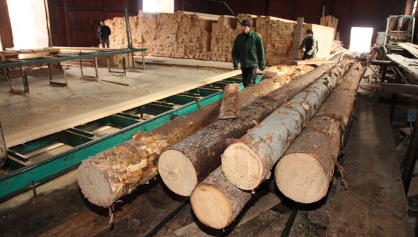 СПбМТСБ откроет в Пермском крае лесную биржу