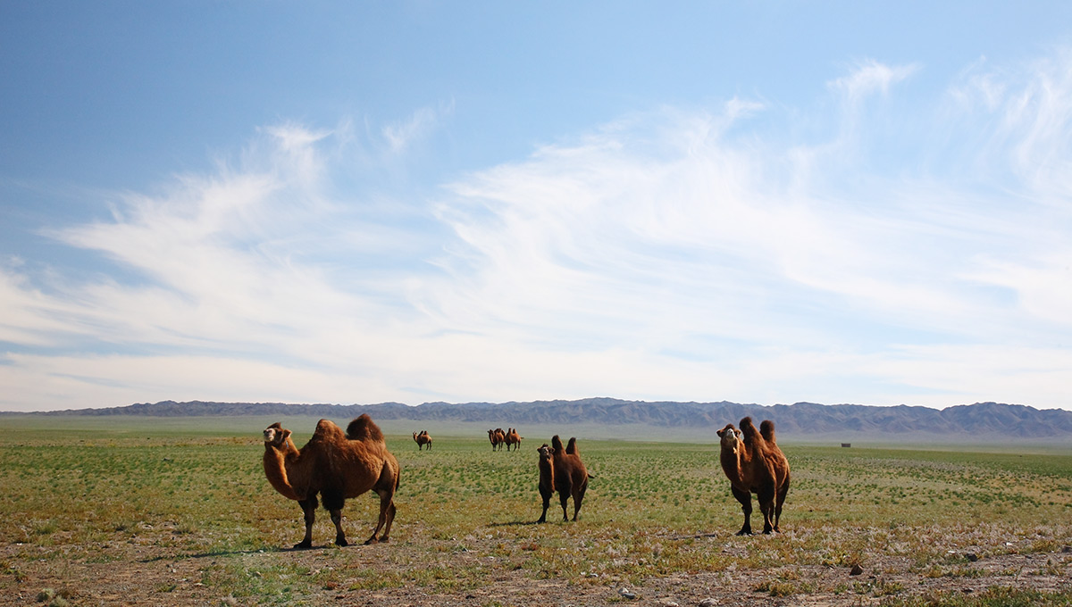 Гобийский синдром