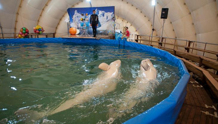 «Каждый участник пикета — это голос дельфина, которого заперли в тесном корыте»