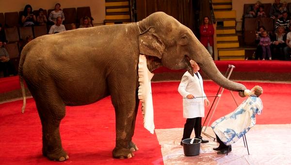 Пермский цирк возглавит Мария Сумишевская