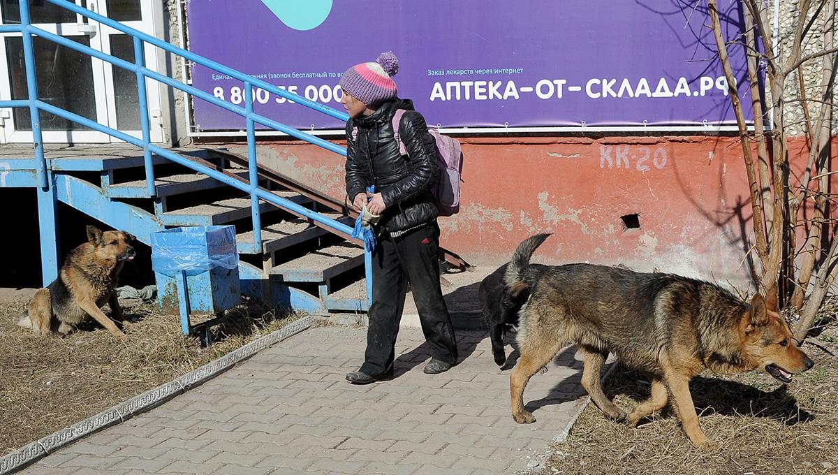 «Целенаправленно собак никто убивать не собирается»
