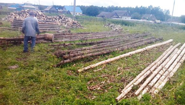 В Кунгуре транспортными полицейскими выявлен факт незаконной вырубки лесных насаждений