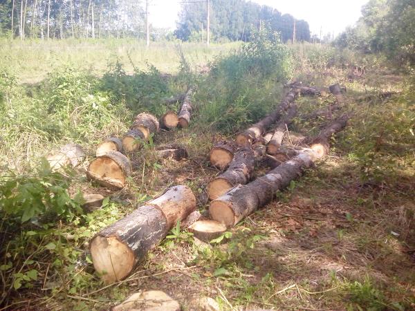 За незаконную вырубку деревьев в бюджет Перми поступило более 15 млн рублей