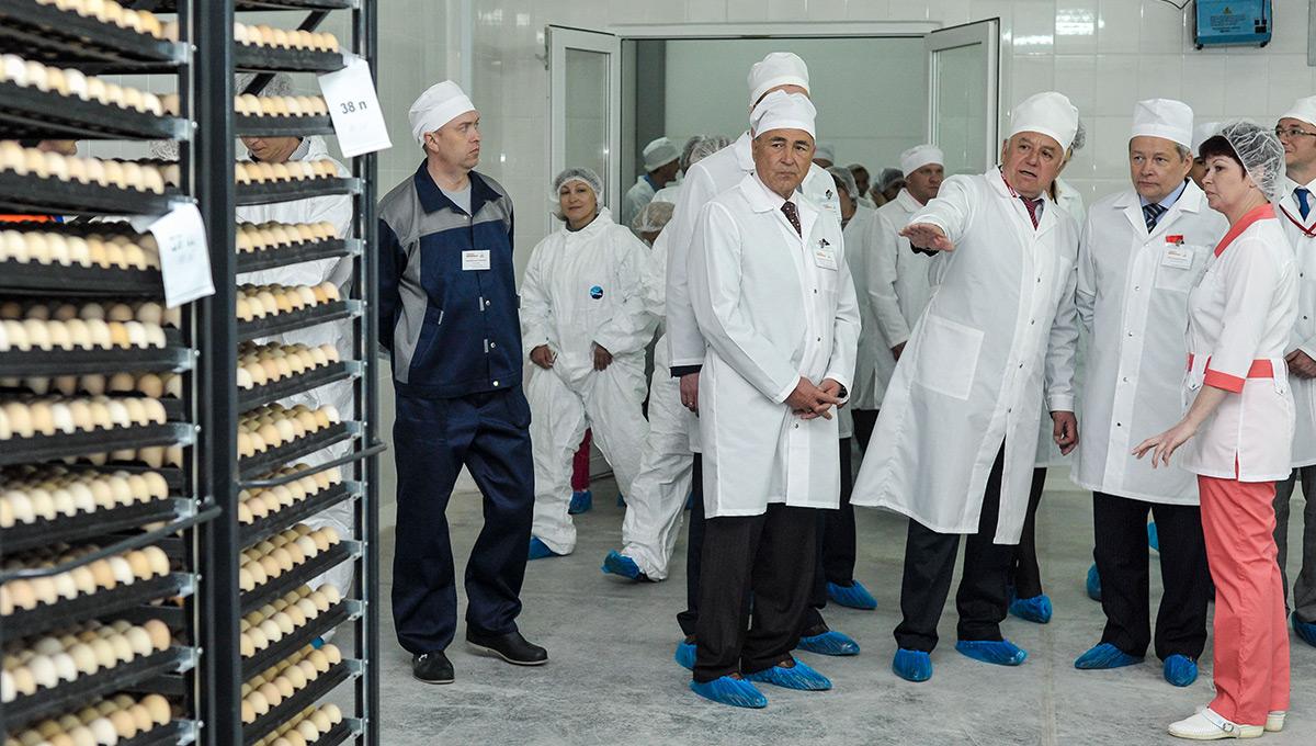 Птицефабрика пермский край. Комос групп картинки. Птицефабрика пермский край. Платошинская птицефабрика пермский край. Таврос агрохолдинг птицефабрика.