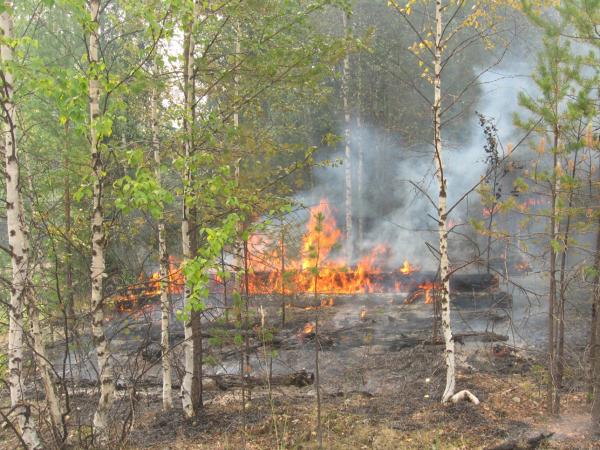 Из-за жары в Пермском крае до 15 июля запретили посещать леса 
