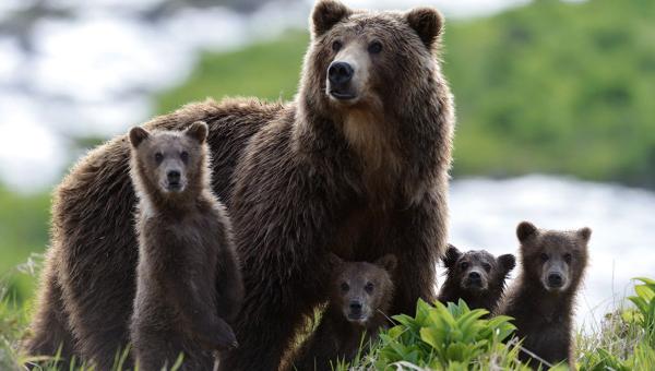 Ирина Журавлёва снимает документальный фильм о медведях Камчатки
