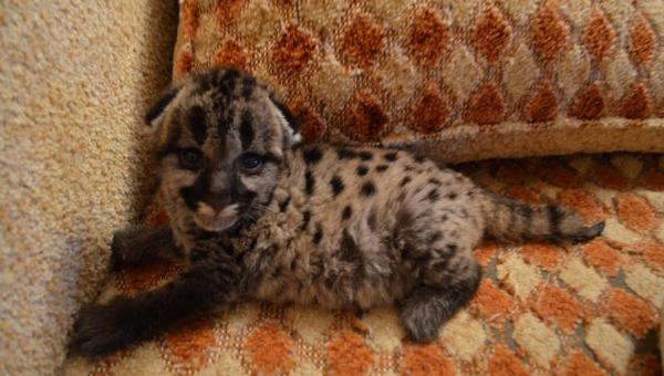 Зоолог пермского зоопарка выкормила новорождённую пуму дома