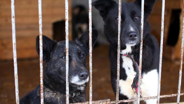По решению Пермского краевого суда в Осе закрыт приют для собак «Дружок»